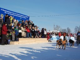 Koiravaljakkokisat 